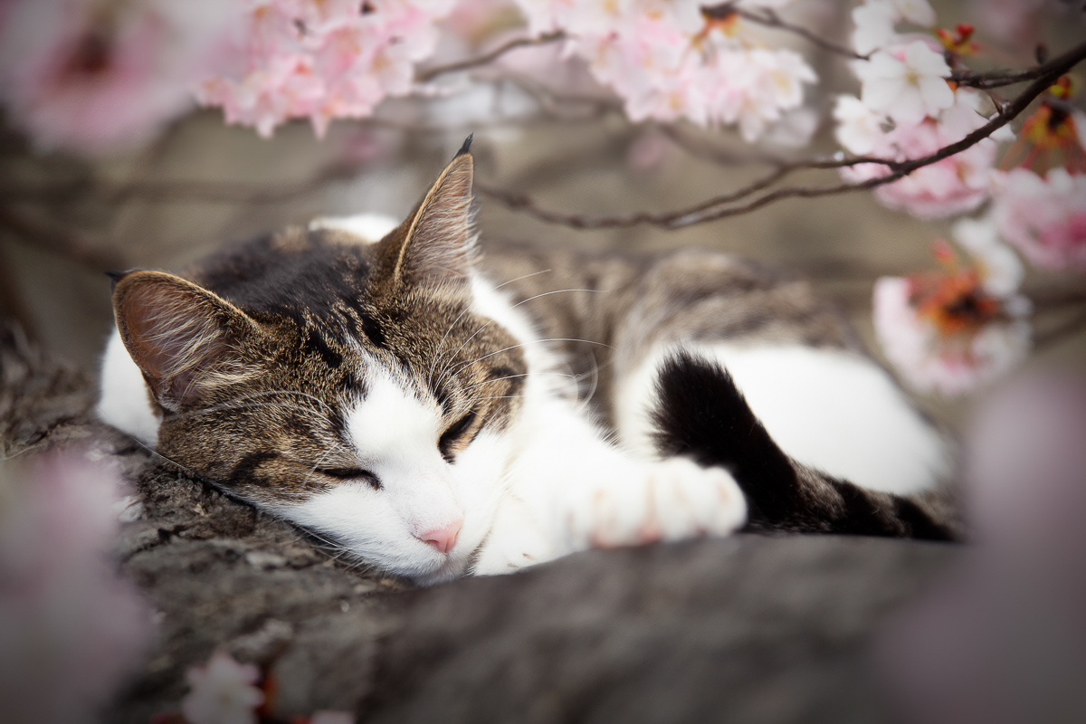 Chat dort mignon cerisiers en fleur printemps seance photo