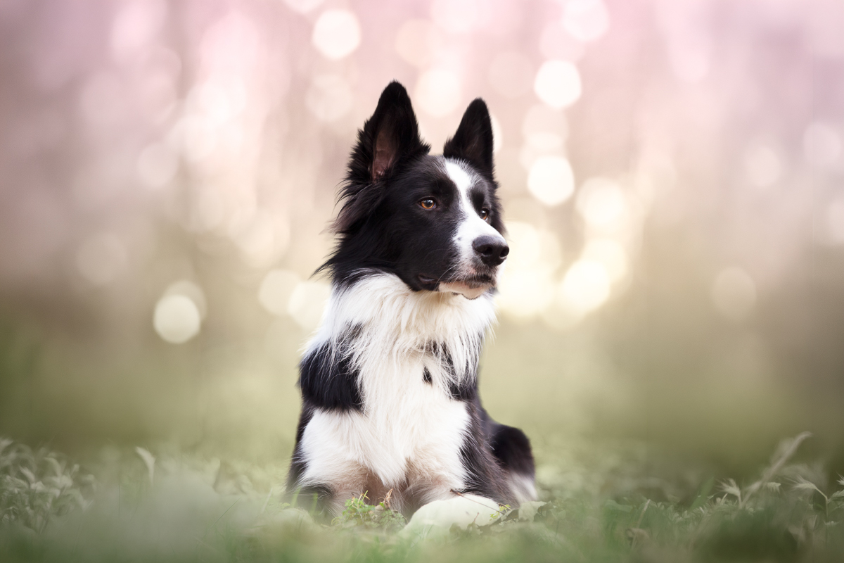 Seance photo border collie cerisiers en fleurs printemps photographe professionel