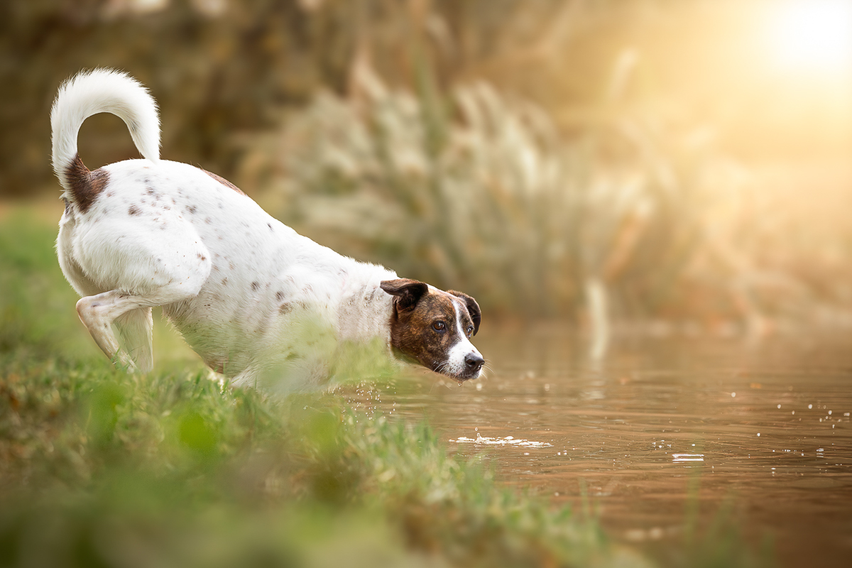 Seance photo chien eau joue photographe animalier