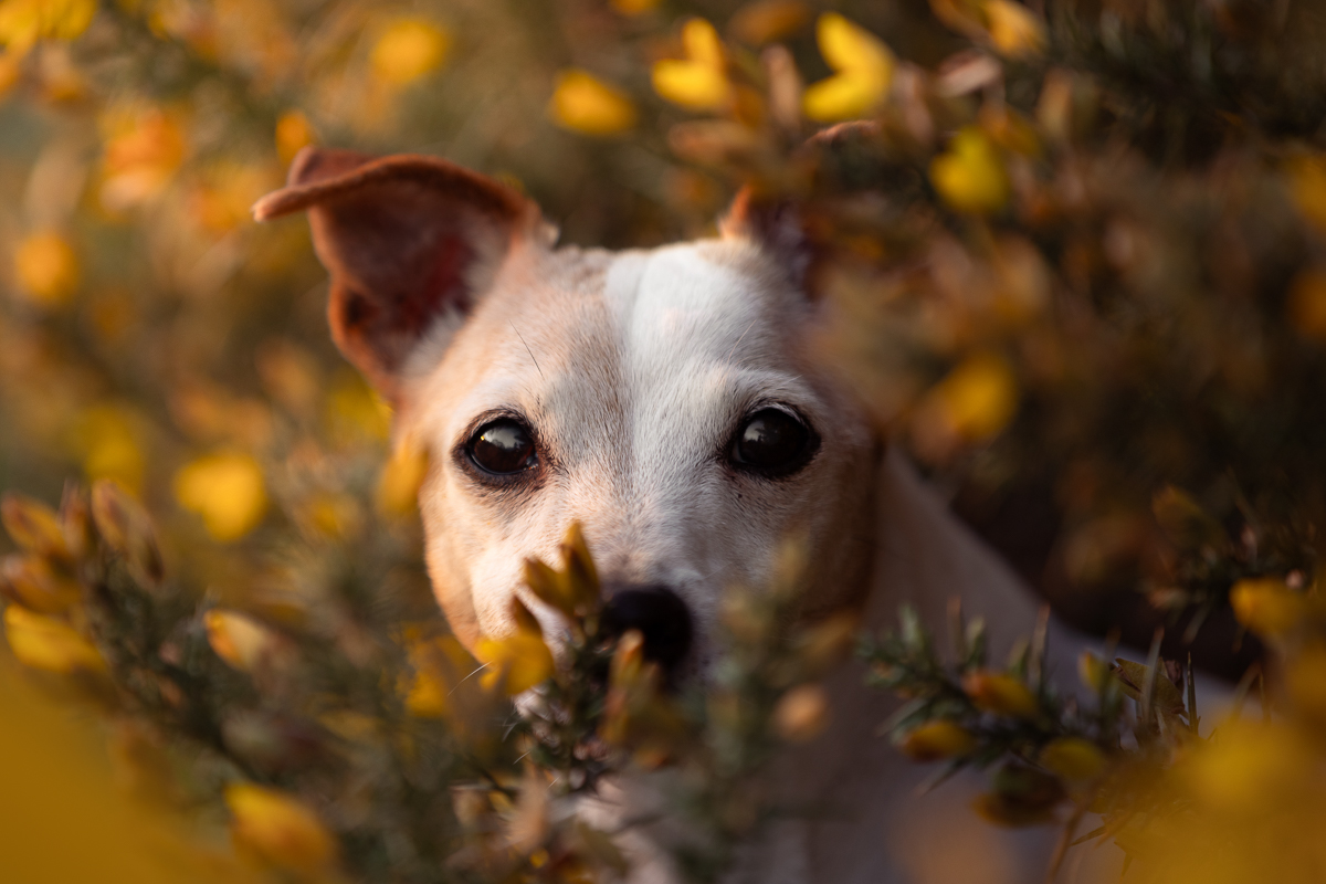 Seance photo chien fleurs jaune ajonc jack russel