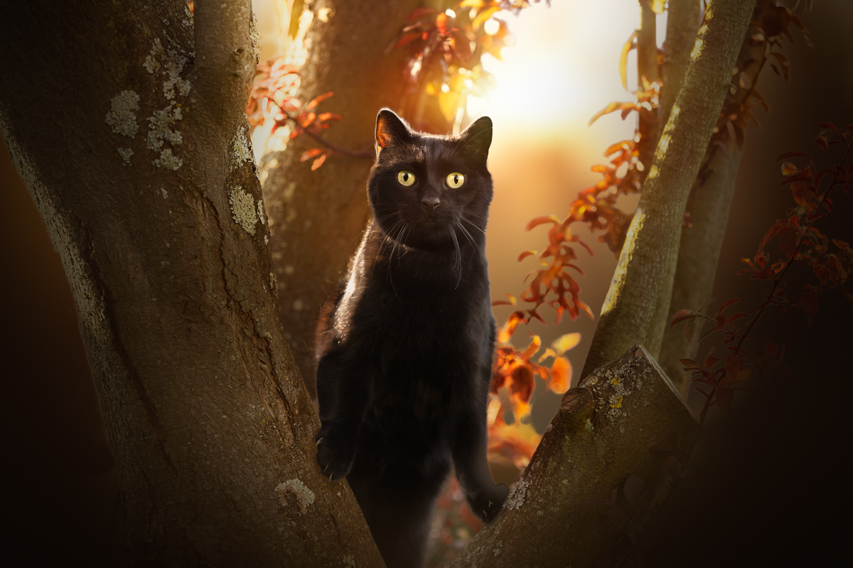 Seance photo chat noir couche de soleil