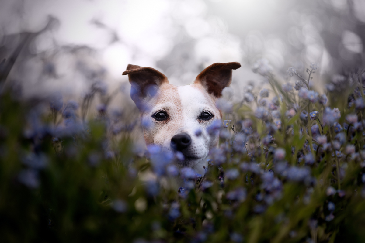 Seance photo chien jack russel fleurs myosotis violet