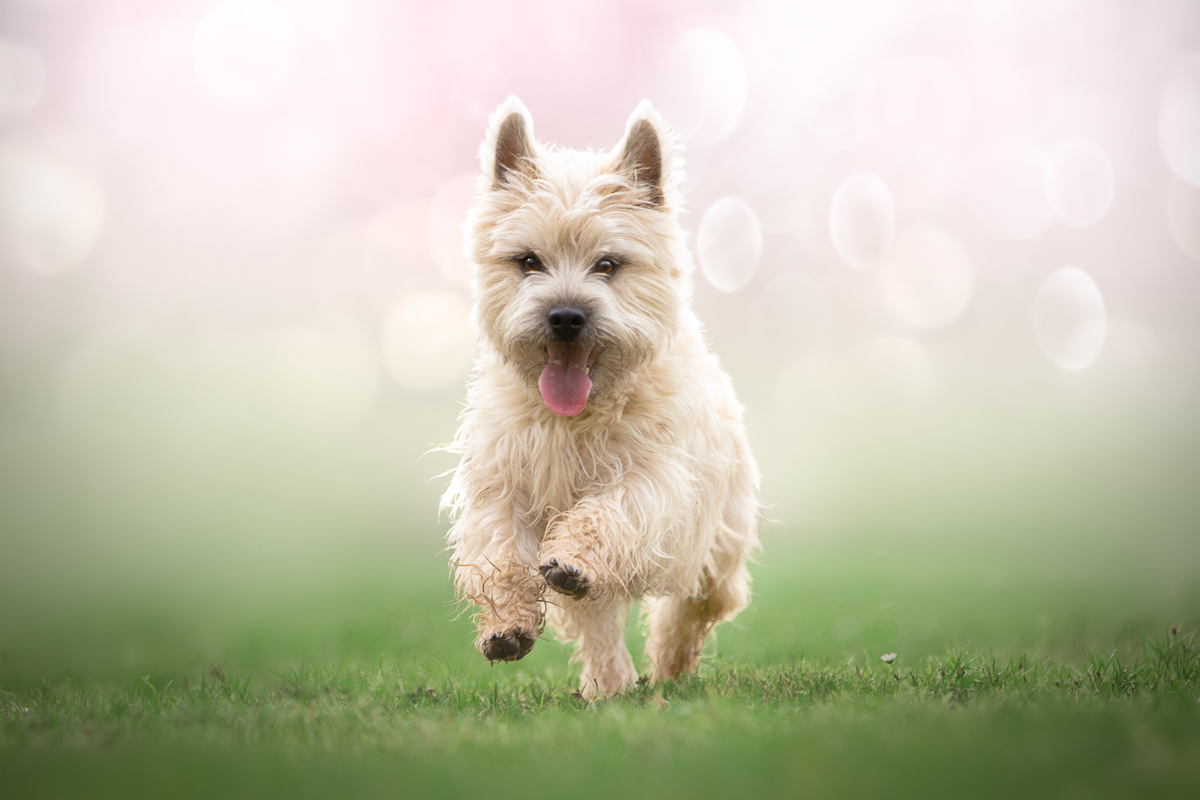 Chien qui court cerisier photographe professionnelle