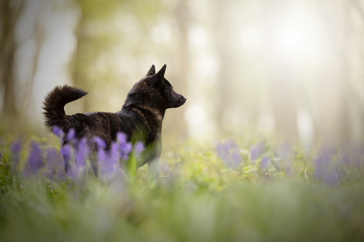 Seance photo chien kai ken foret jacinthes fleurs violettes