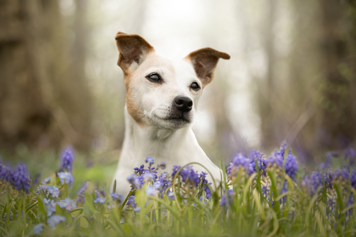 Seance photo chien jack russel foret muscaris fleurs violettes
