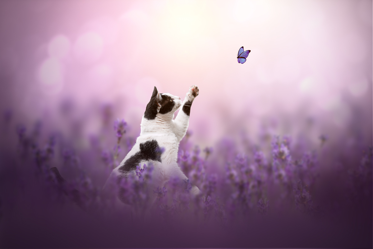 Chat noir et blanc champ lavande photo animaliere