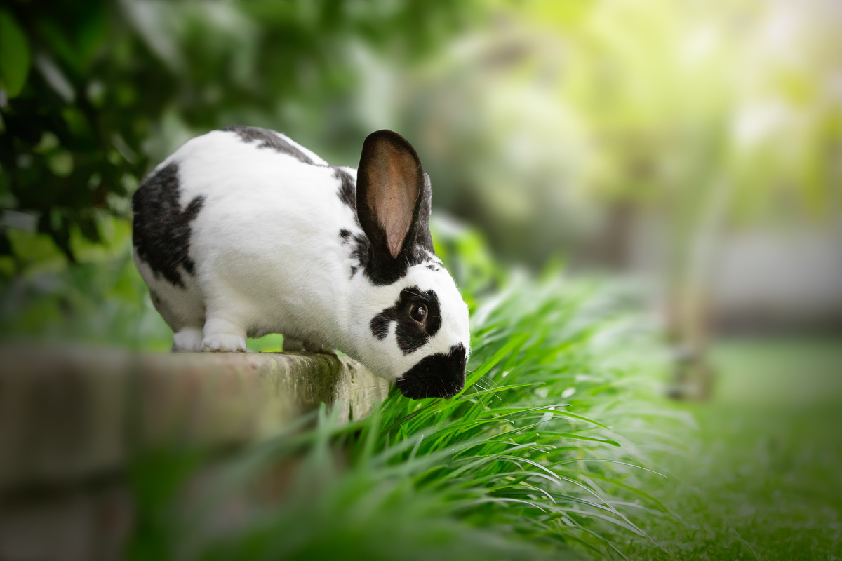 lapin exterieur photo professionnelle