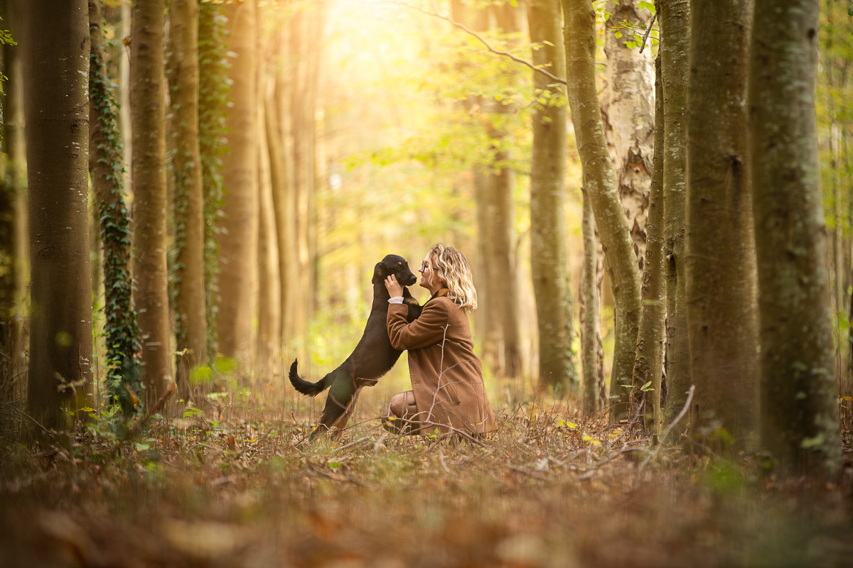 chien mignon foret automne seance photo