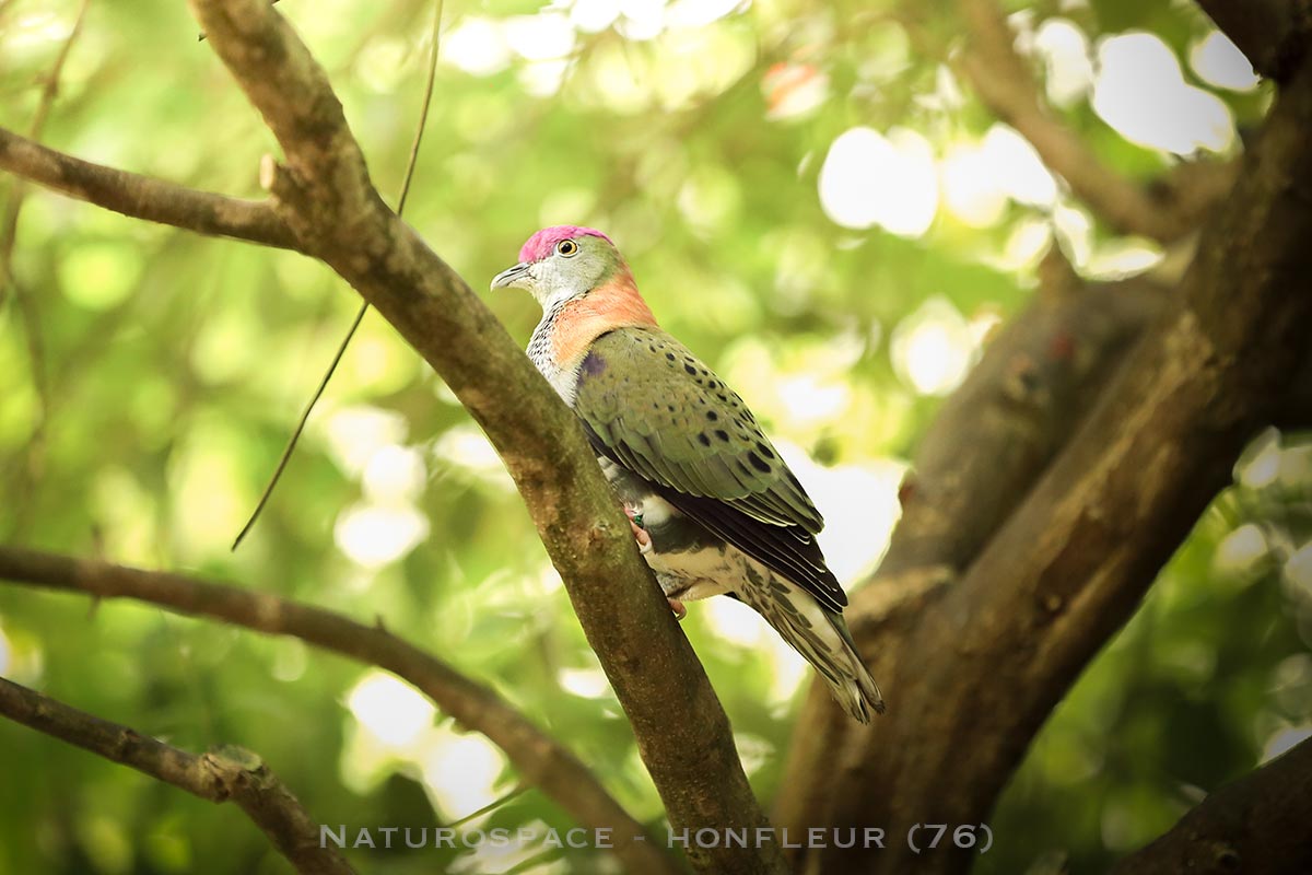 oiseau exotique naturospace