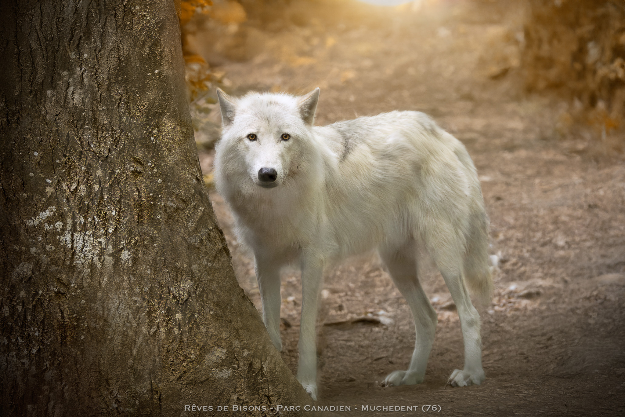 loup blanc parc canadien reves de bisons