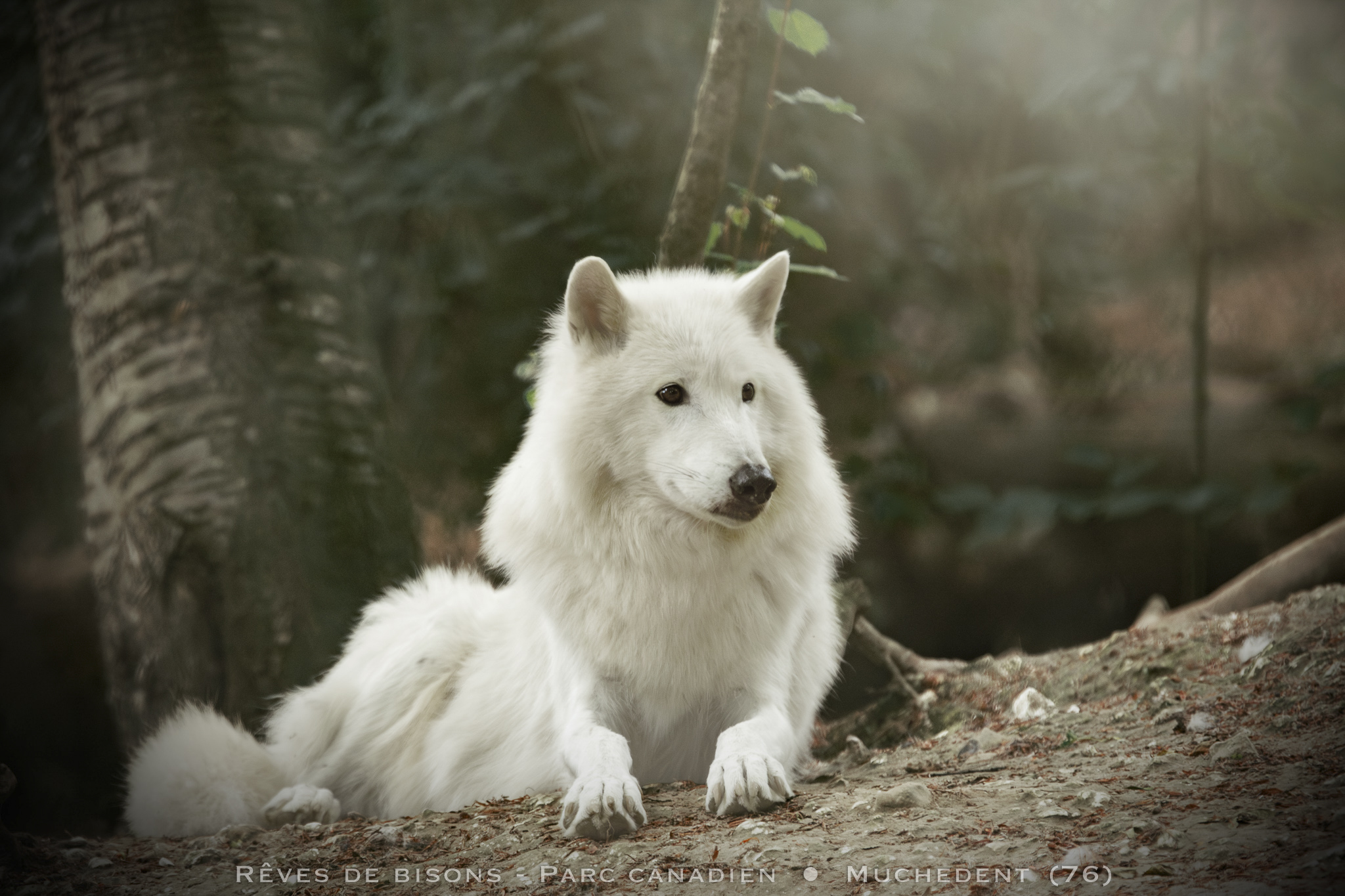loup blanc parc canadien reves de bisons