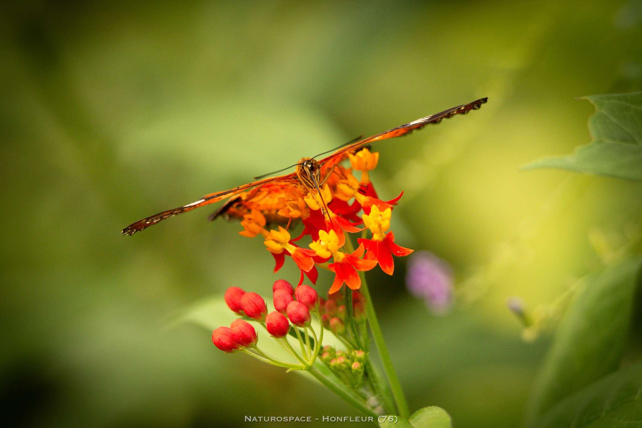 papillon exotique naturospace