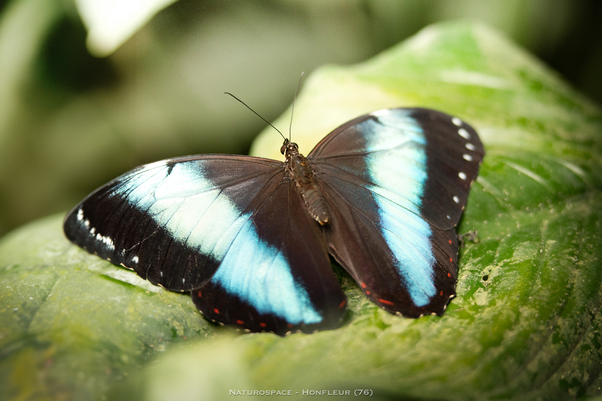 papillon exotique naturospace