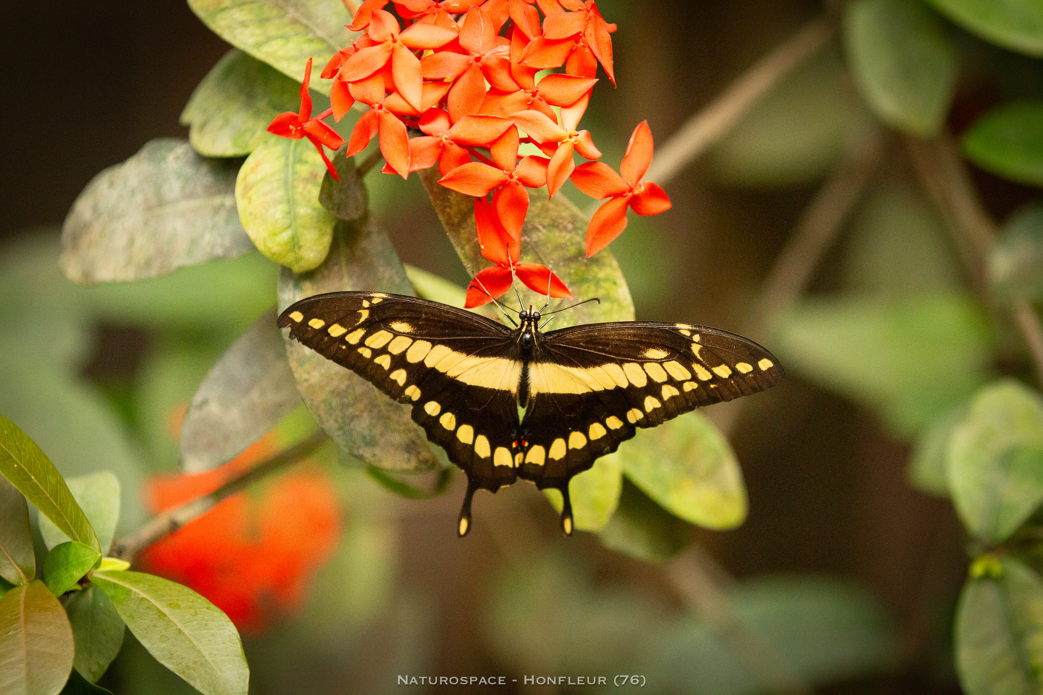 papillon exotique naturospace