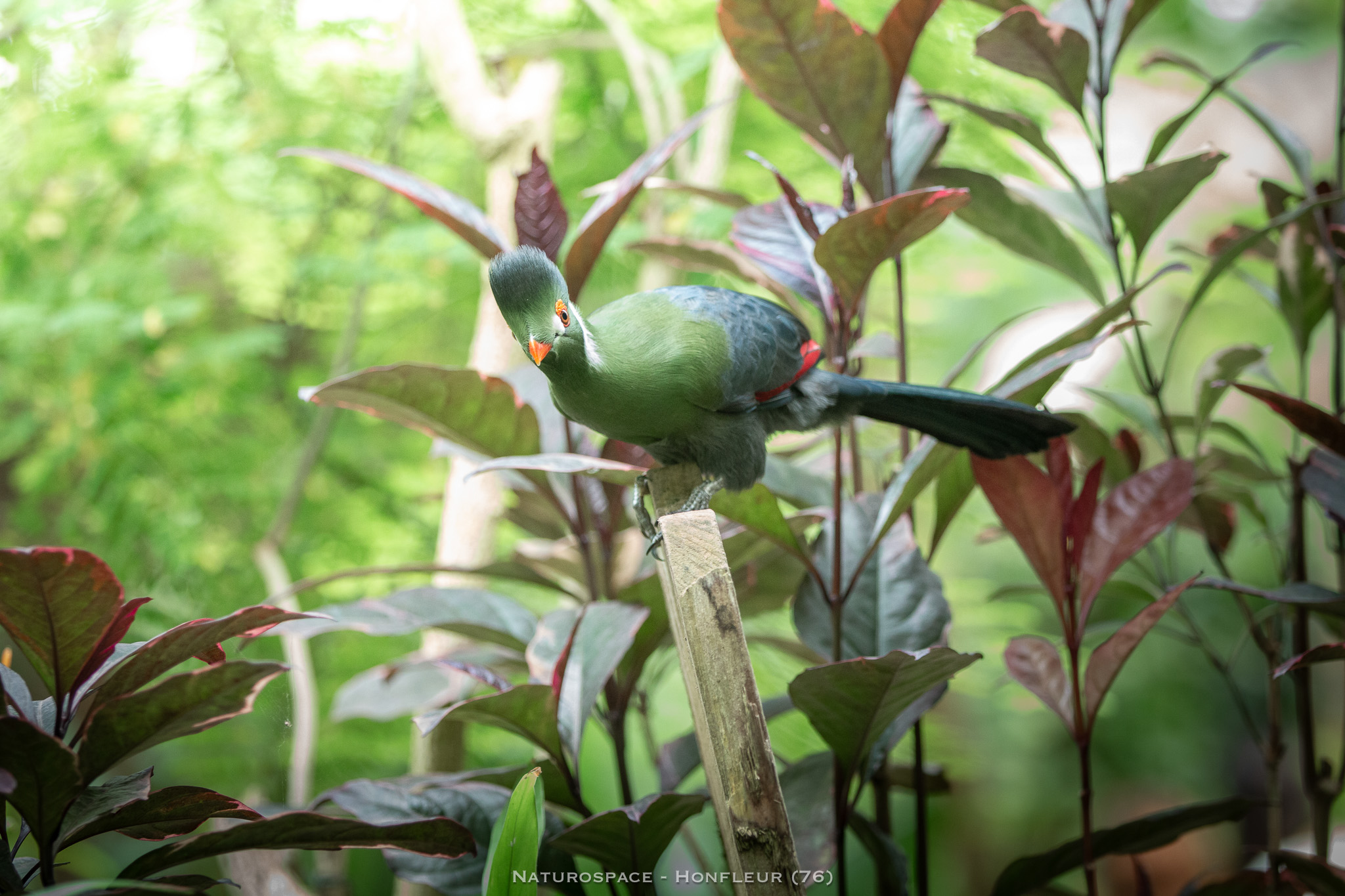 oiseau exotique naturospace