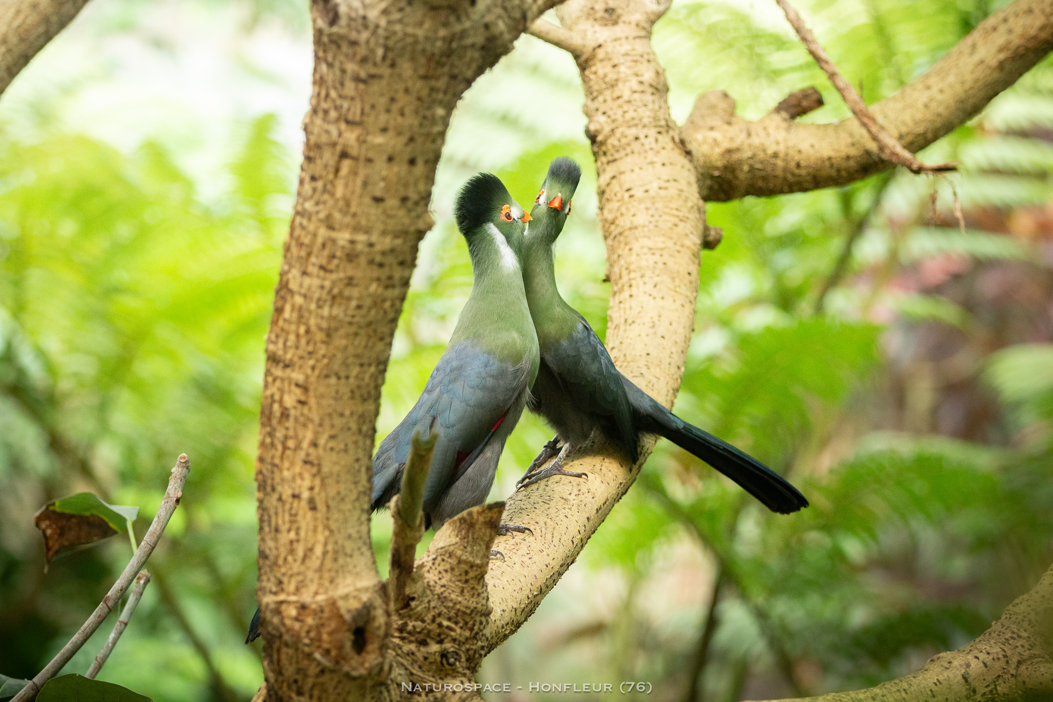 oiseau exotique naturospace