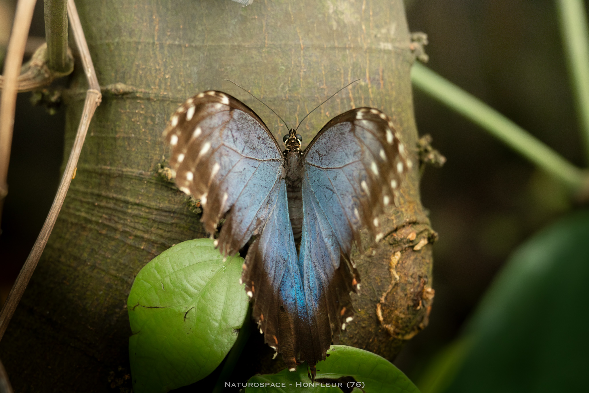 papillon exotique naturospace