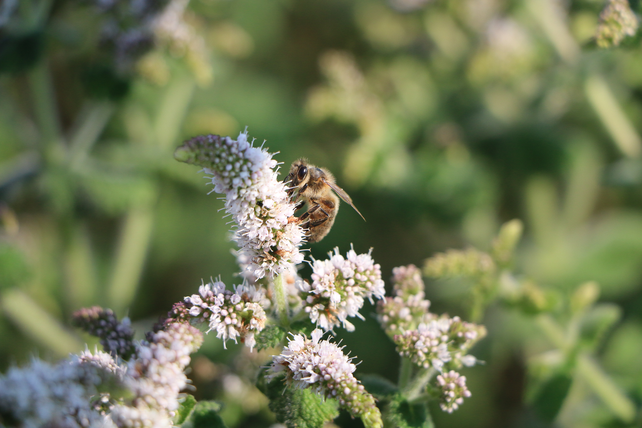 abeille menthe