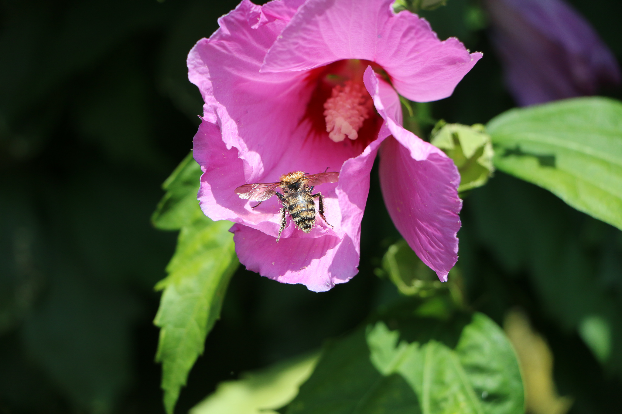 araignée hibiscus