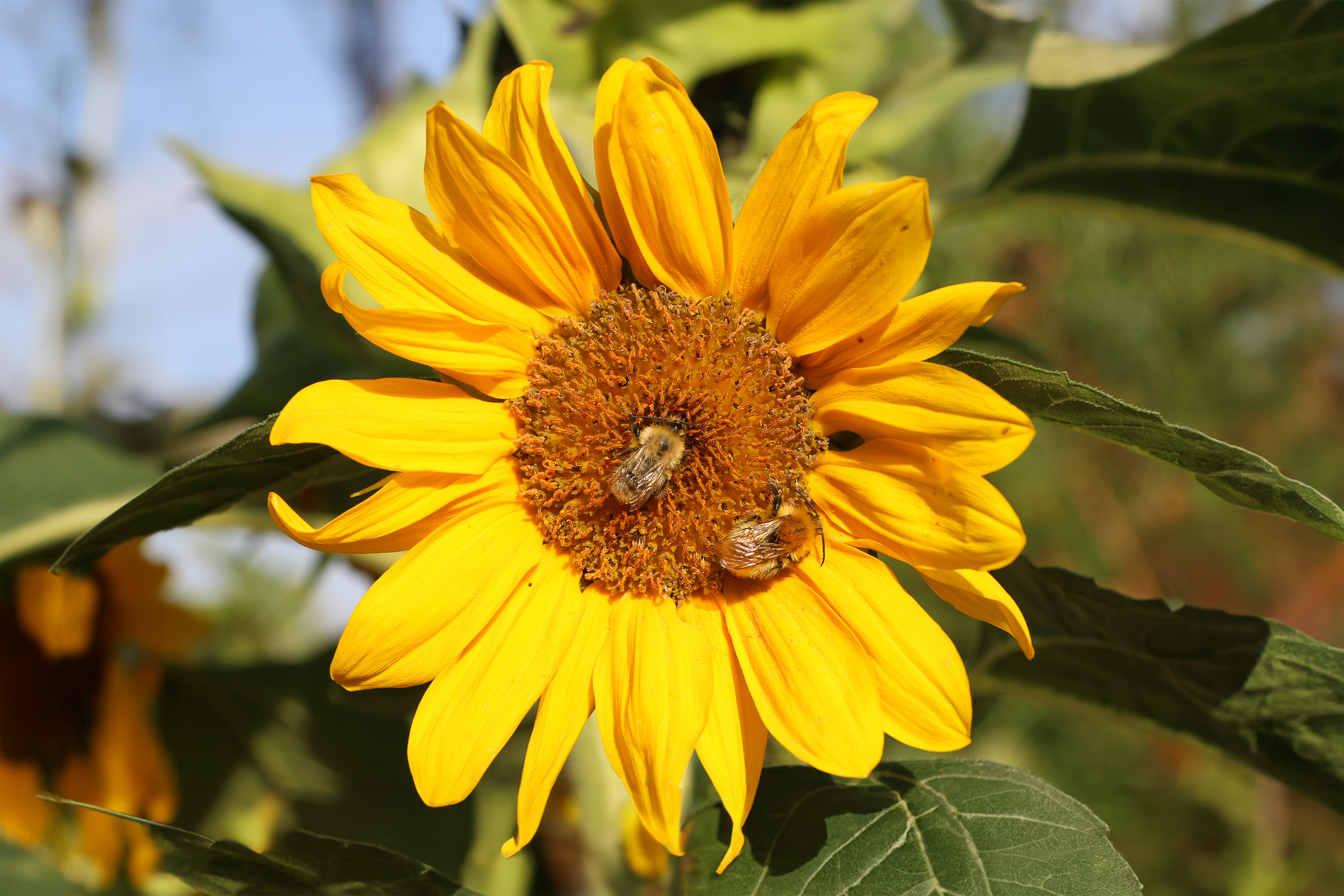 abeille tournesol