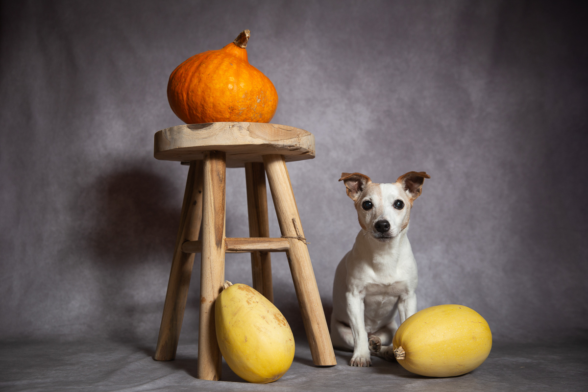 chien jack russell mignon studio gris photographe animalier