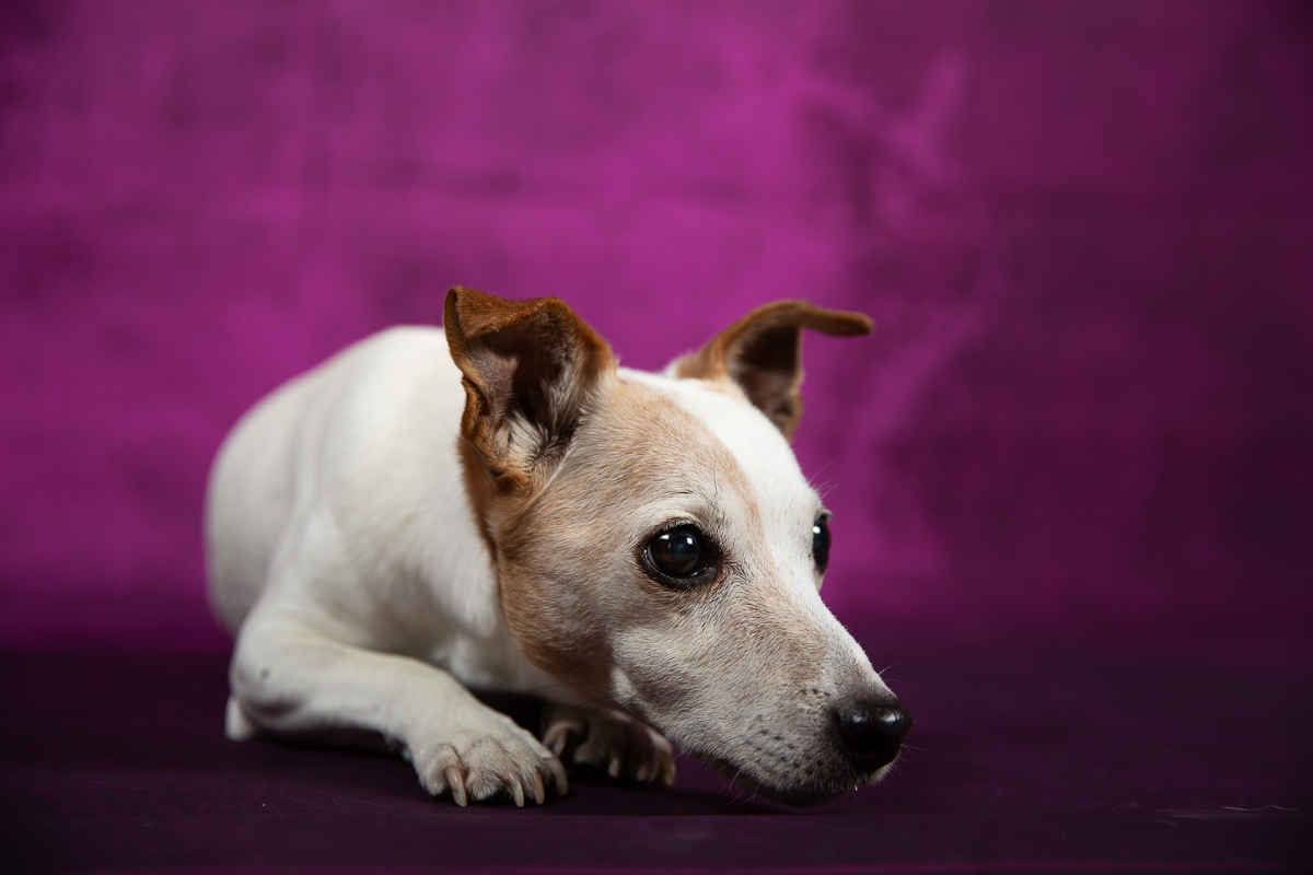chien jack russell mignon studio violet photographe animalier