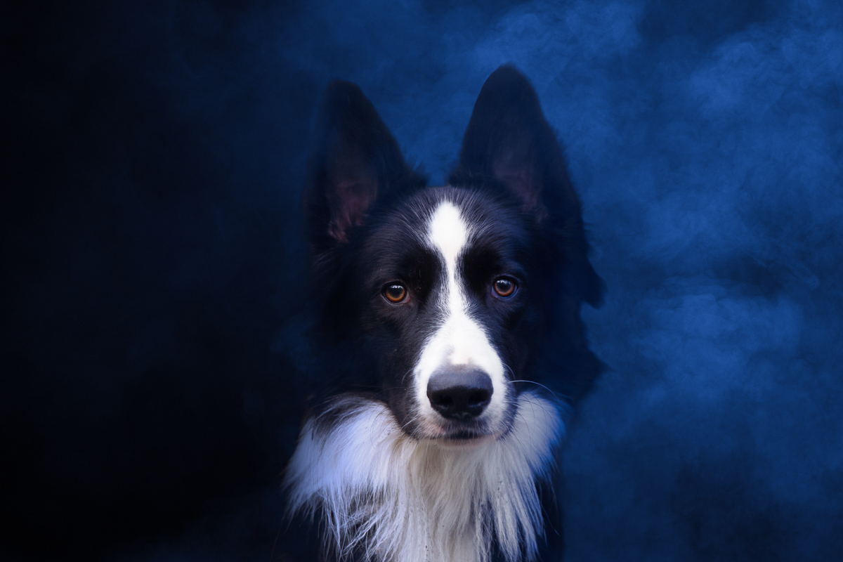 chien border collie studio fond noir fumee coloree artistique photographe professionnel seance photo animalier