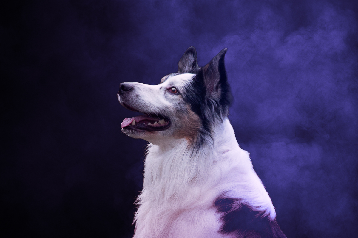 chien border collie studio fond noir fumee coloree artistique photographe professionnel seance photo animalier