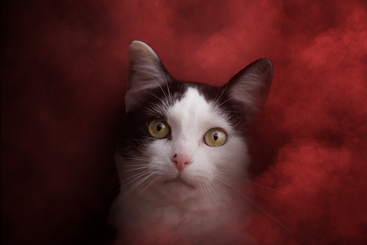 chat noir et blanc studio fond noir fumee coloree artistique photographe professionnel seance photo animalier