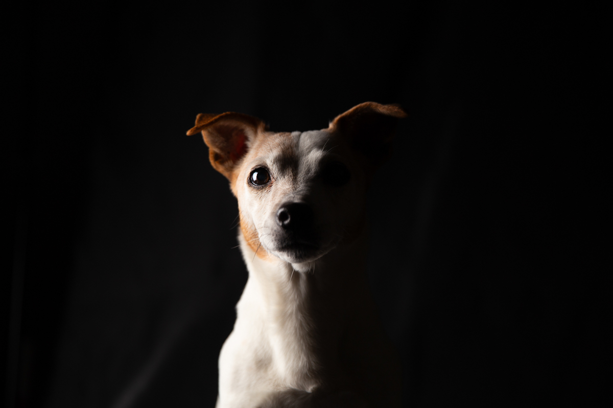 chien jack russell photo fond noir studio photographe professionnel seance photo animaliere