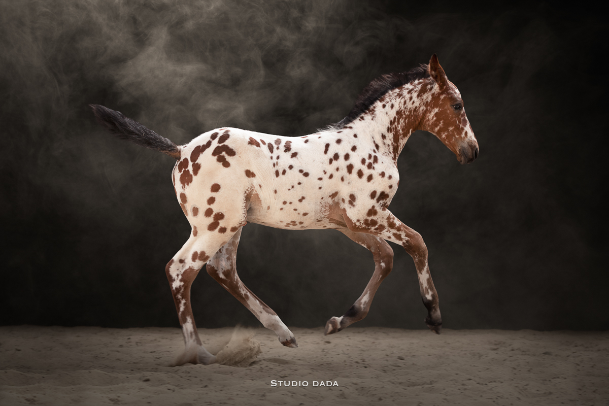 poulain appaloosa cheval photo studio fond noir fumée