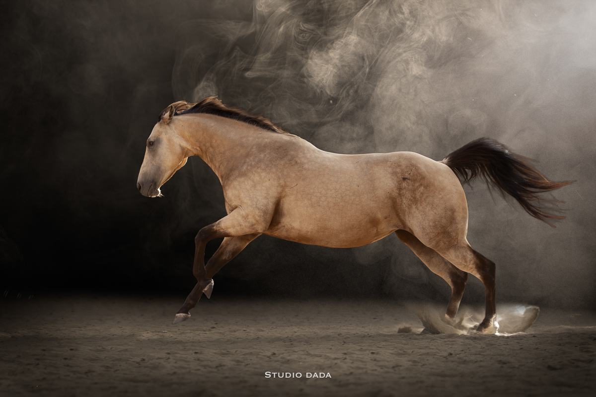 cheval photo studio fond noir fumée