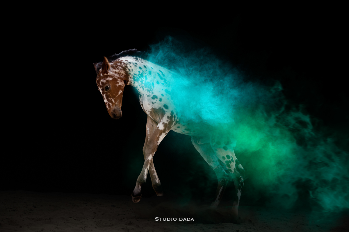 cheval photo studio fond noir fumée poudre colorée