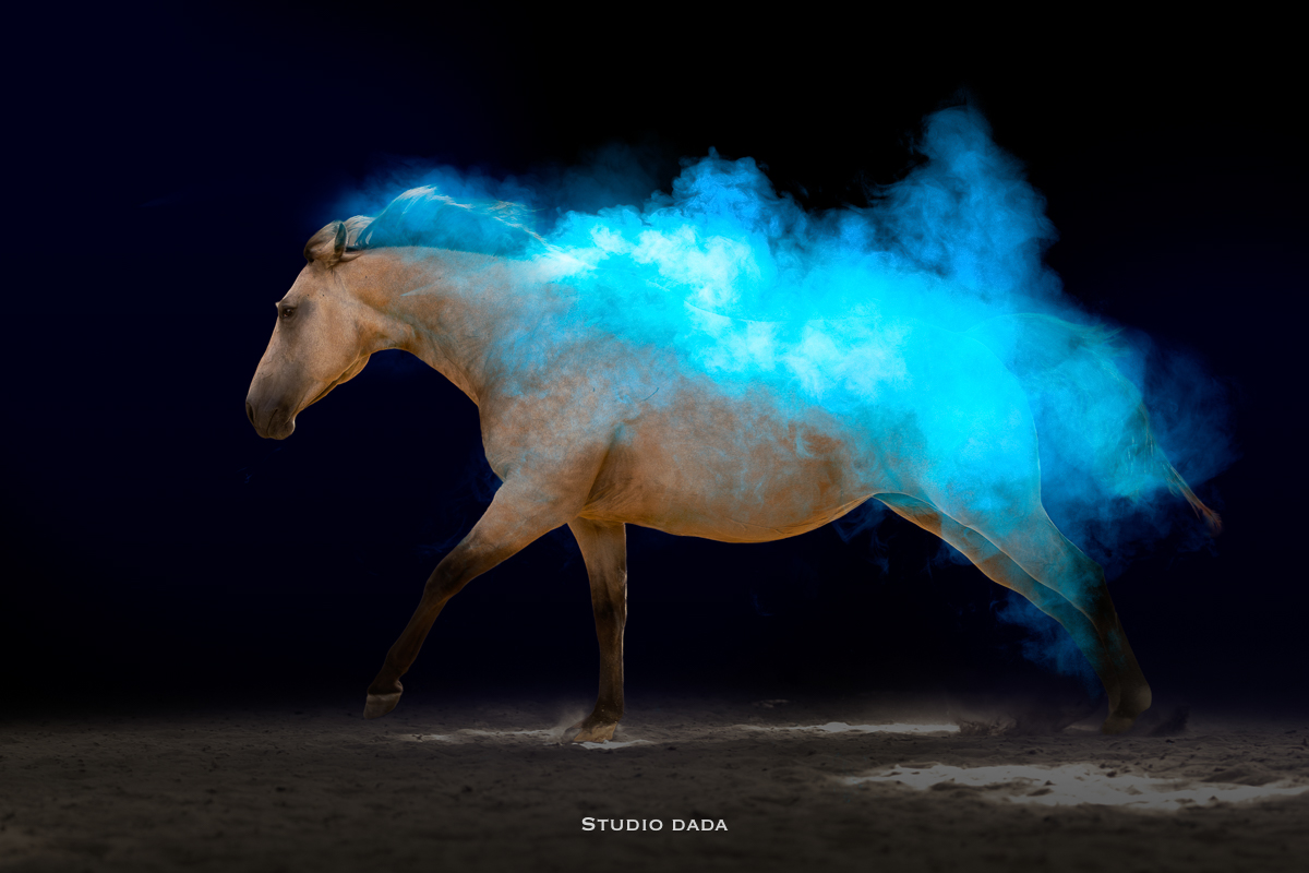 cheval photo studio fond noir fumée poudre colorée