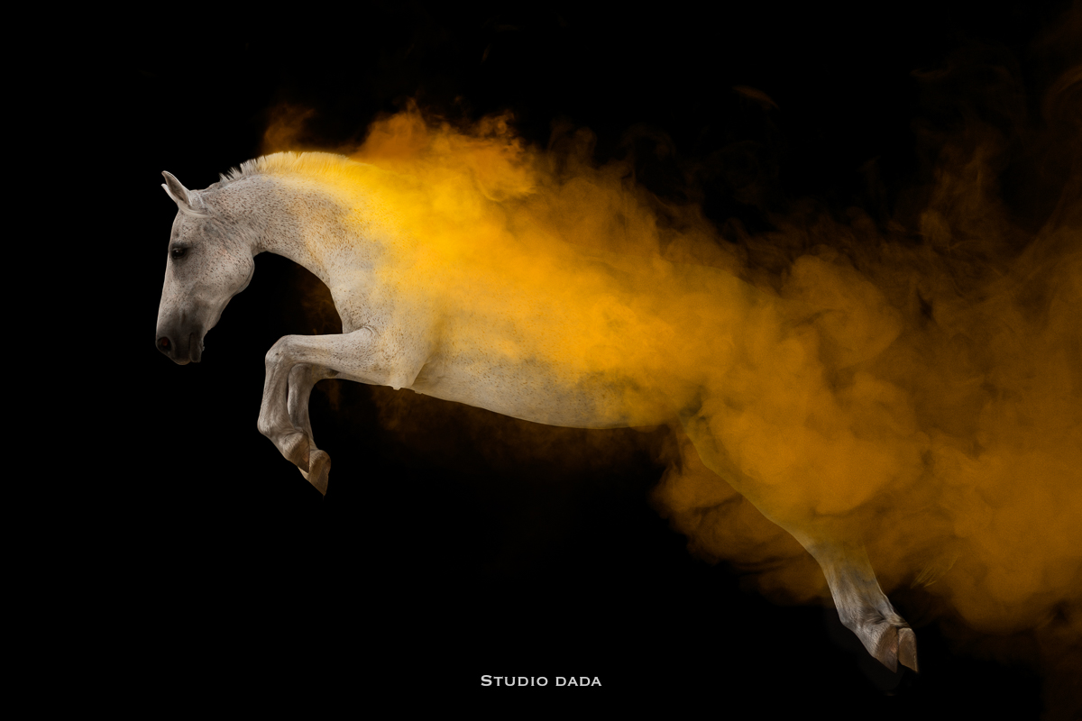 cheval photo studio fond noir fumée poudre colorée