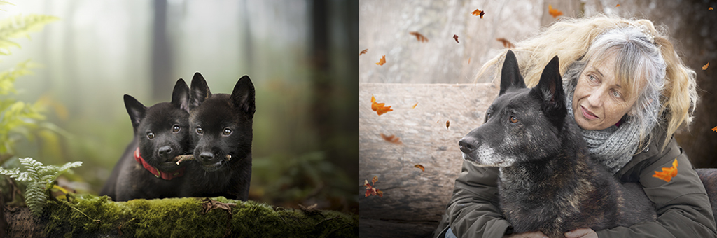 seance photo animaux