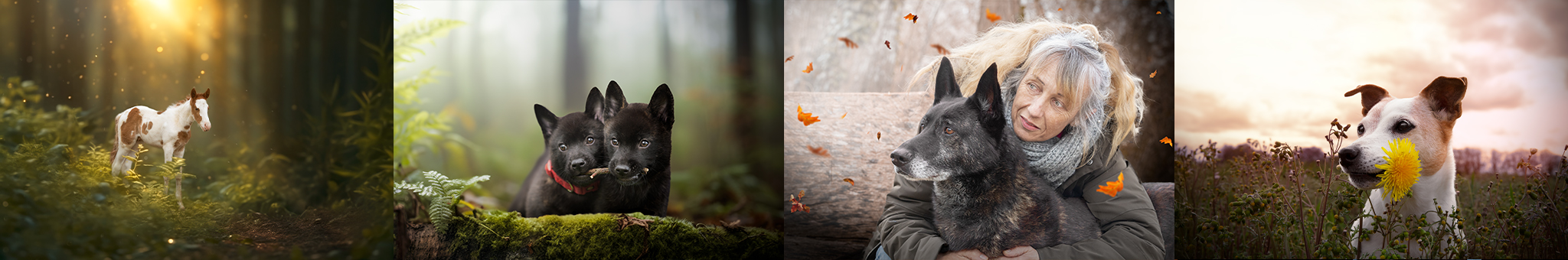 seance photo animaux