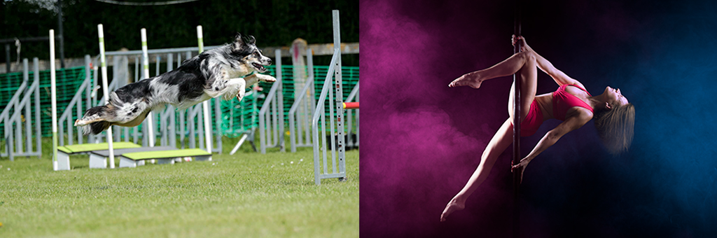 photos professionnelles evenements ecoles de gym concours equitation agility